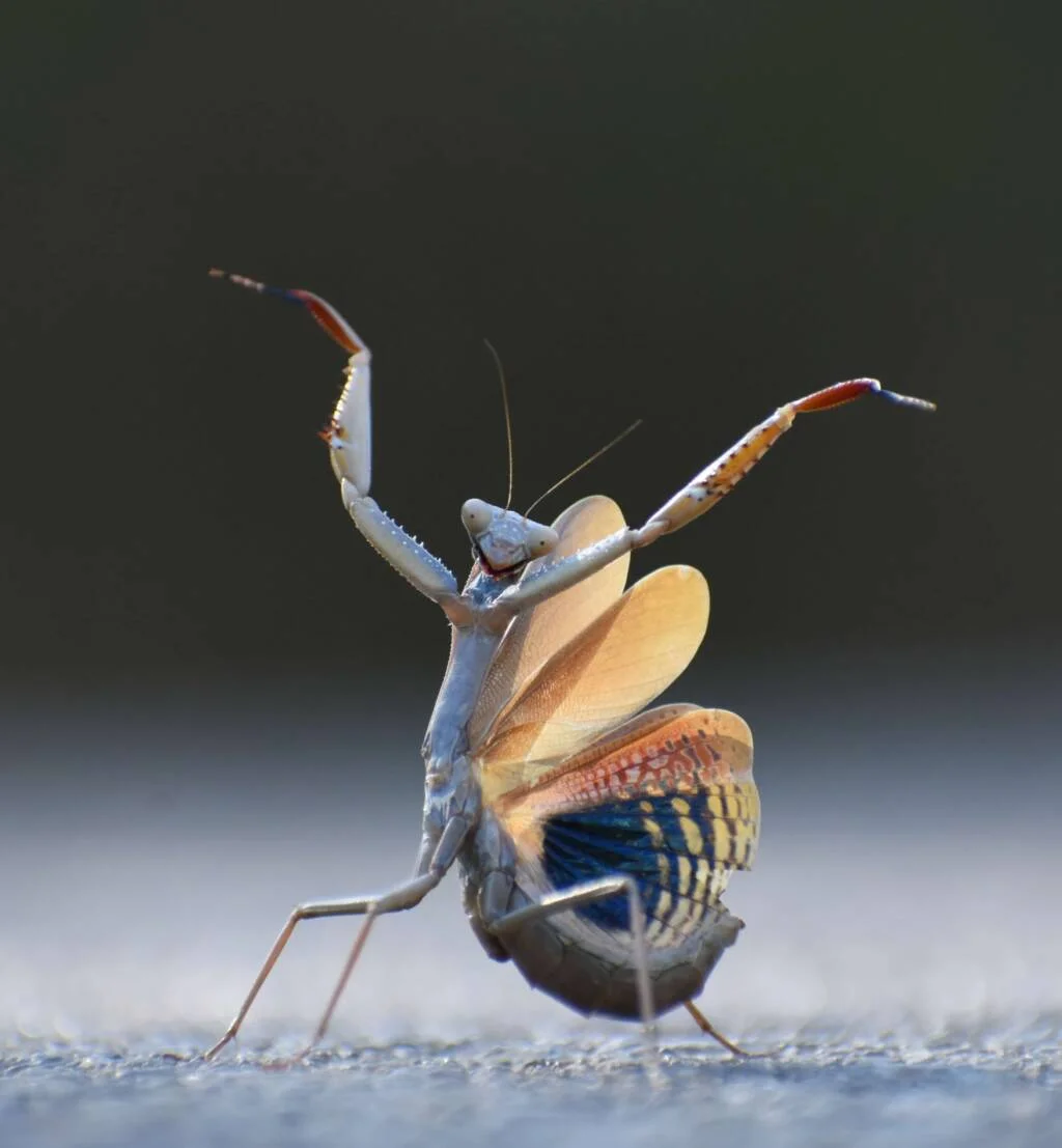 Zwycięzca w kategorii "Owady": Zwycięzca w kategorii owadów — „Mantis Flamenca” autorstwa Jose Miguela Gallego Moliny | Nikon Comedy Wildlife Awards 2024