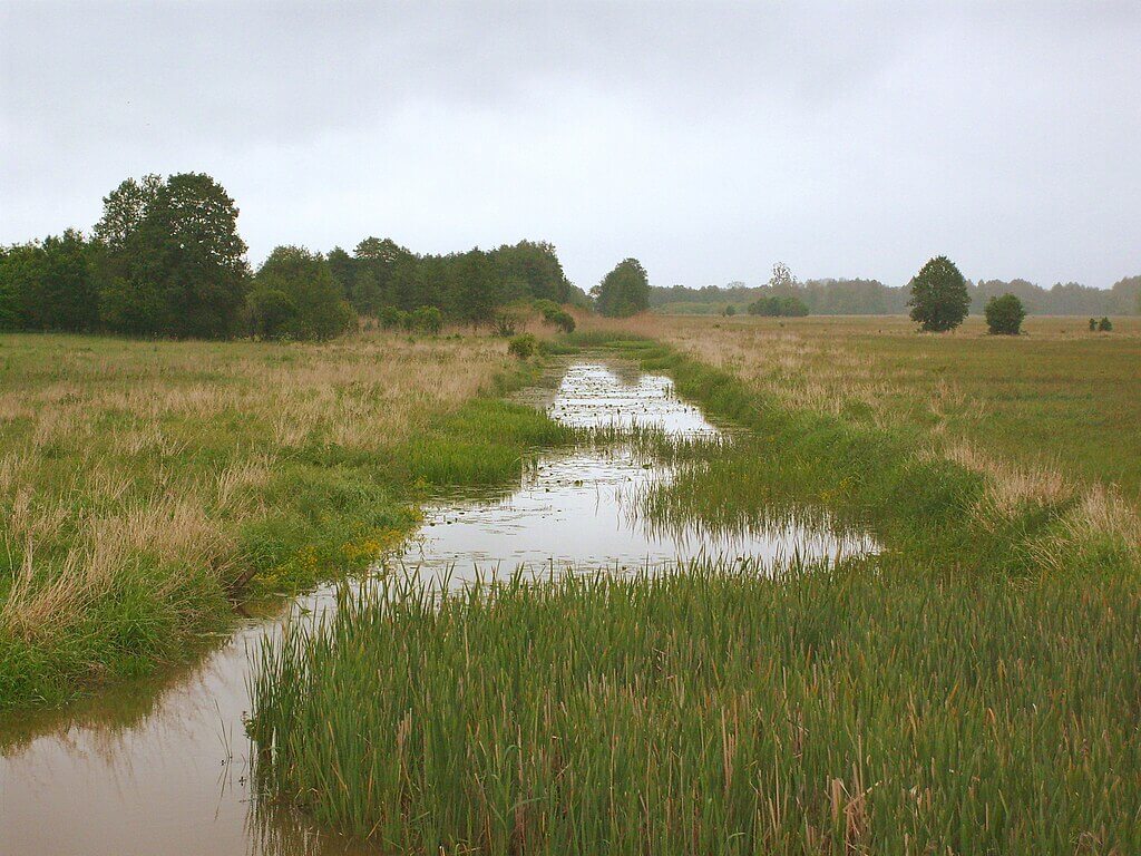 Kanał Łasica w Kampinowskim Parku Narodowym
