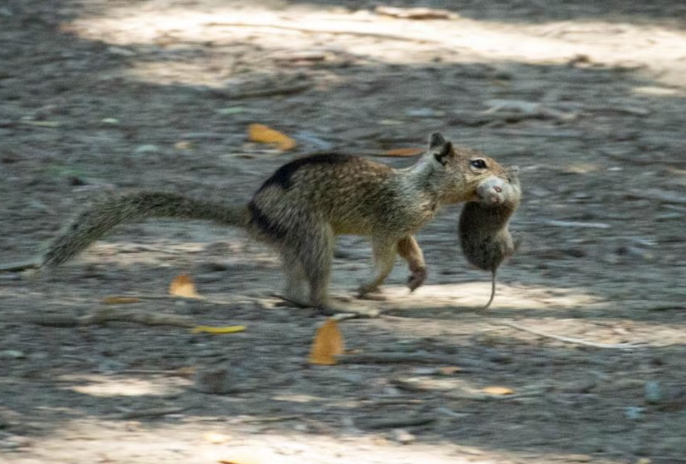 Czy wiewiórki jedzą mięso?