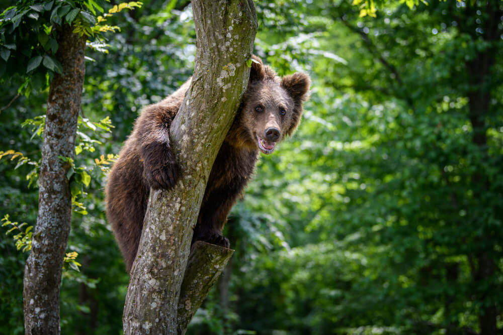 Niedźwiedź spadł na myśliwego