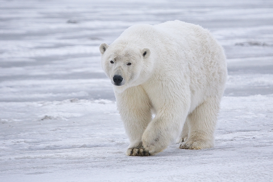 Samica niedźwiedzia polarnego na Alasce