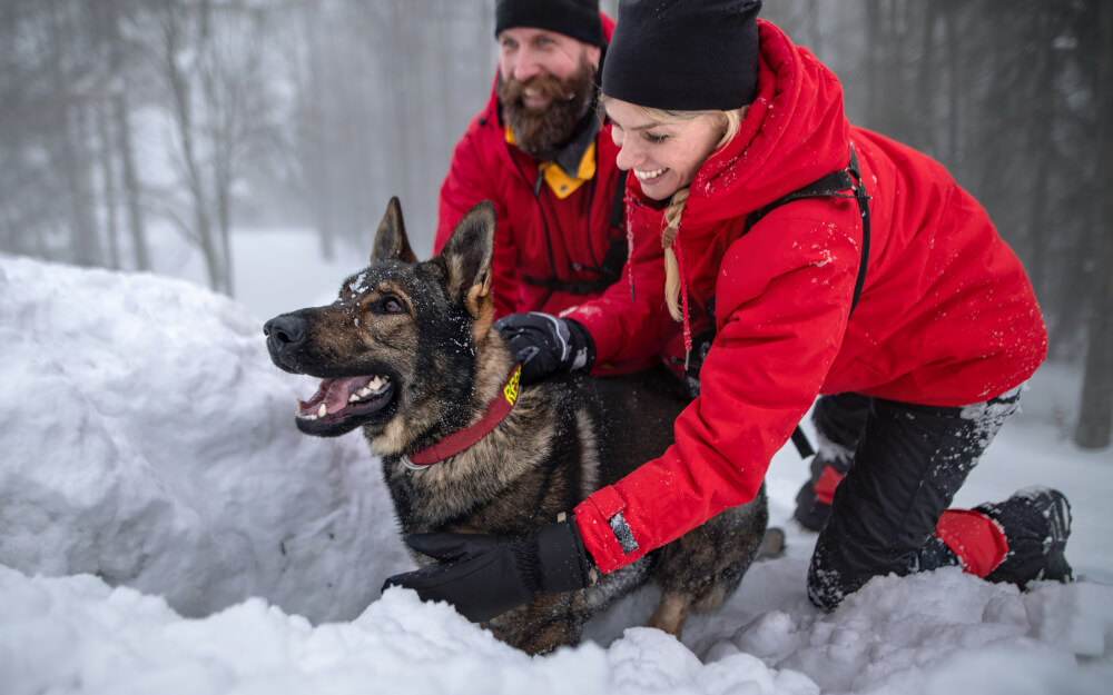 Pies ratowniczy doskonale sprawdza się w poszukiwaniu zaginionych