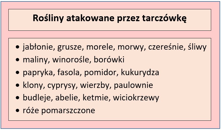 Czym żywi się tarczówka marmurkowata
