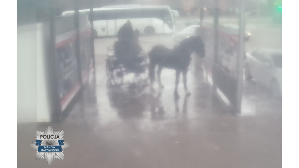 Umyli konia na myjni samochodowej