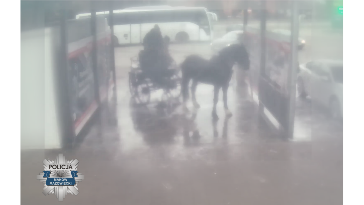 Umyli konia na myjni samochodowej