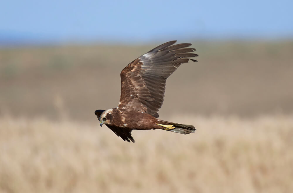 Błotniak stawowy – symbol Narwiańskiego Parku Narodowego