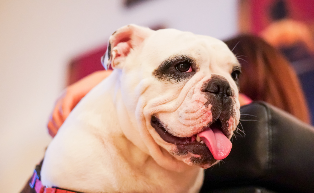 Wiele linii lotniczych odmawia przewożenia ras psów i kotów o płaskich nosach