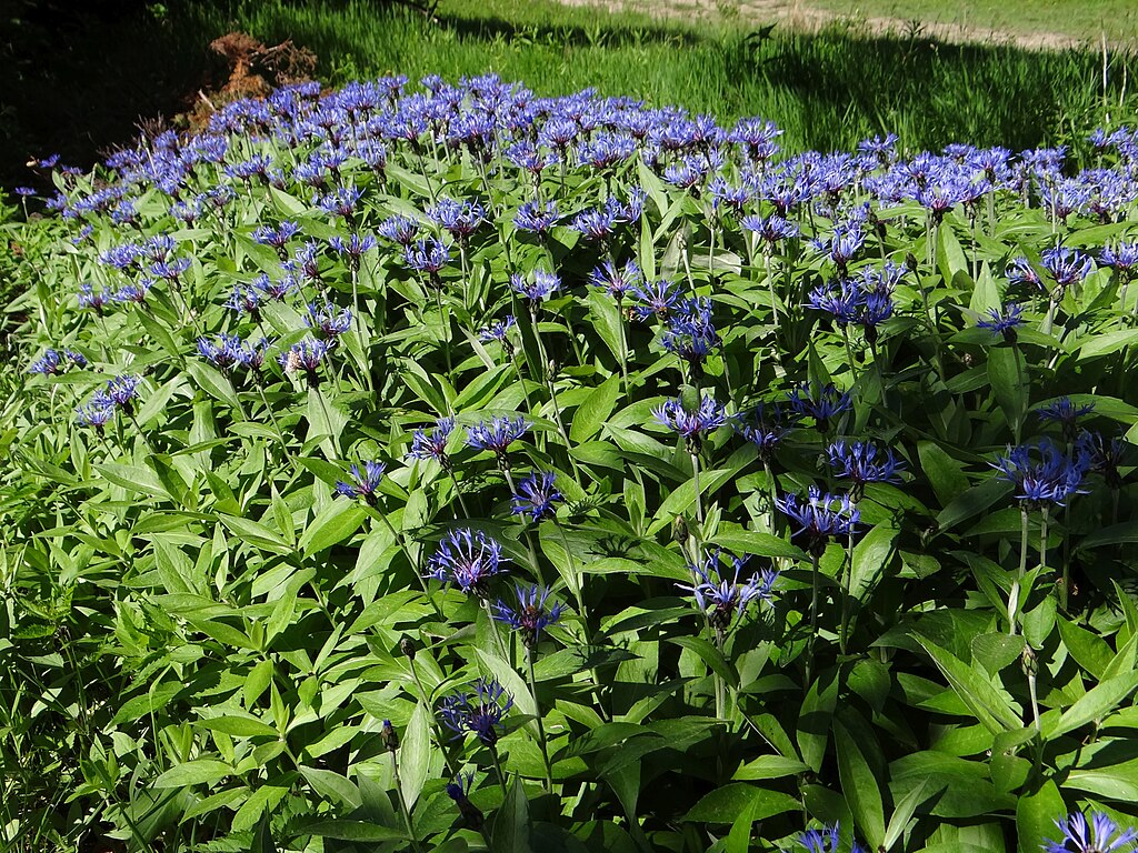 Siedlisko chabra miękkowłoskiego w Magurze Wilkowickiej