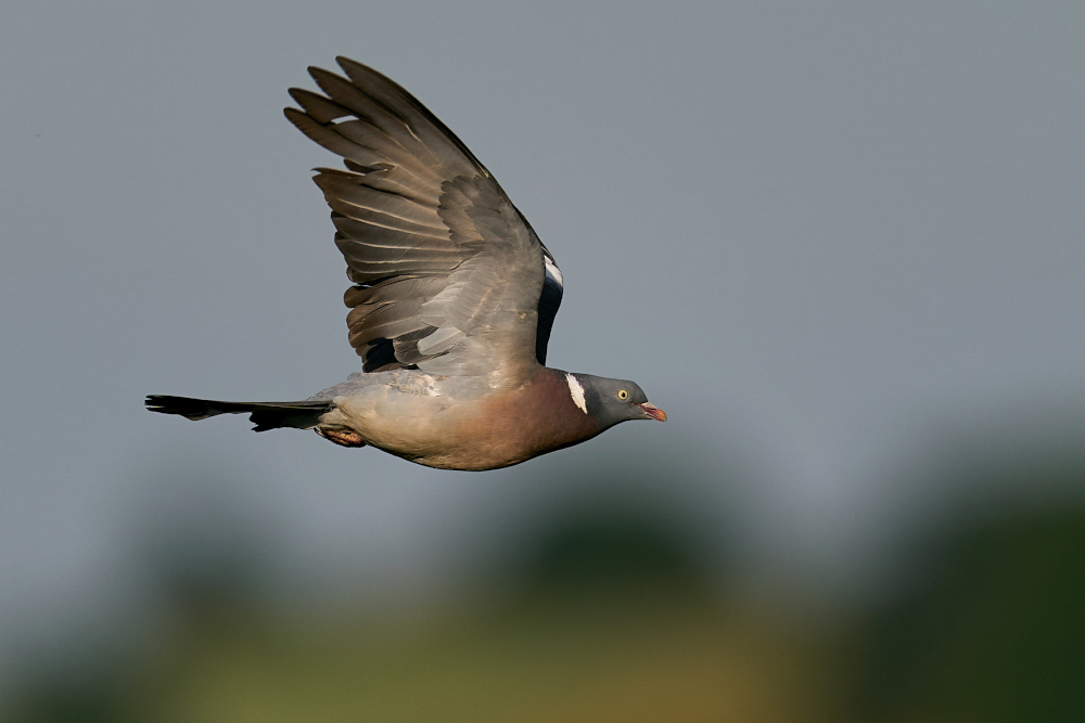 Gołąb jest w stanie pokonać nawet tysiące kilometrów
