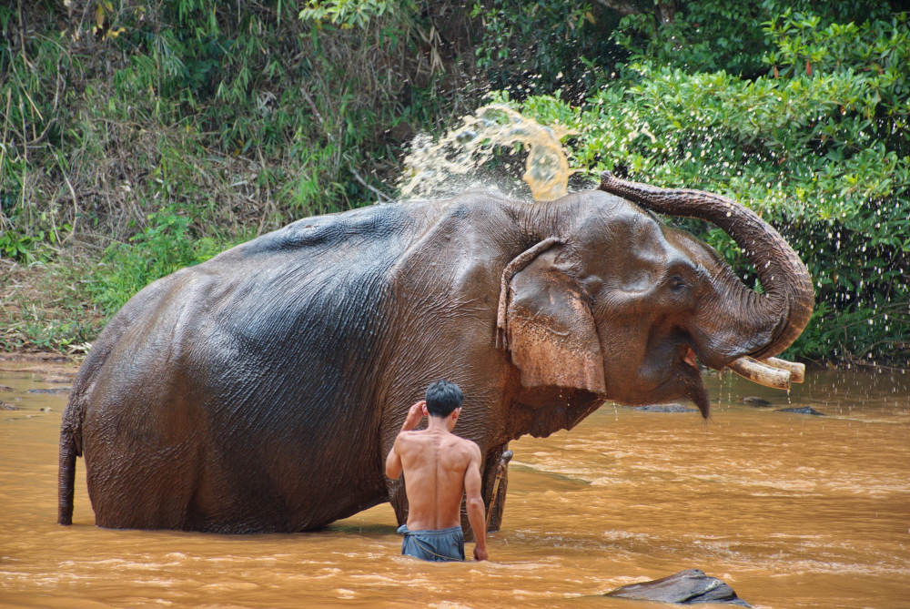 Słoń zabił turystkę