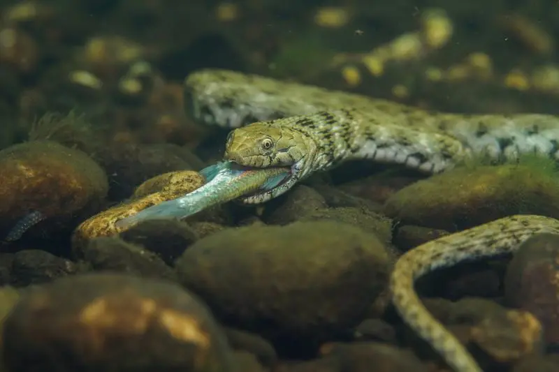 Zaskroniec rybołów