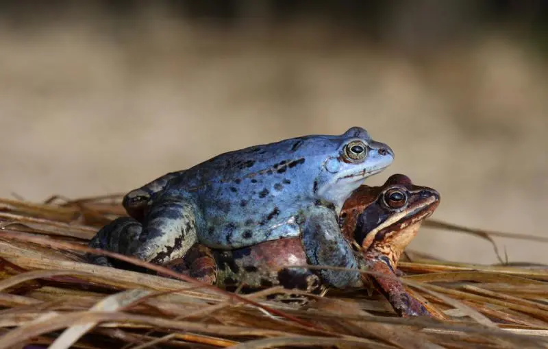 Kopulująca para żab moczarowych