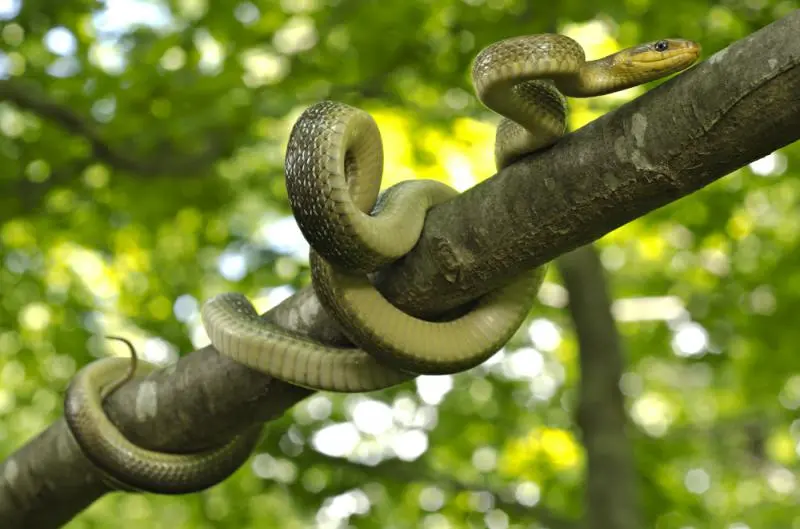 Wąż Eskulapa jest w Polsce gatunkiem krytycznie zagrożonym