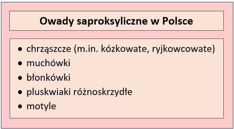 Owady saproksyliczne w polskich lasach