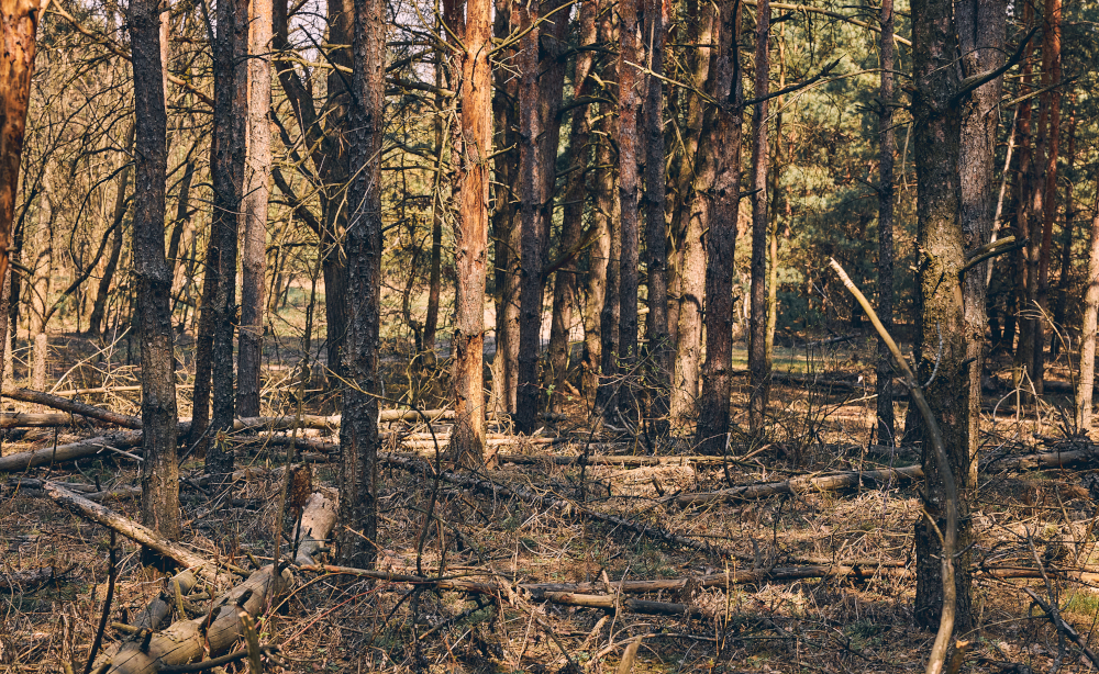 Owady saporksyliczne pomagają rozkładać martwe drewno w lesie
