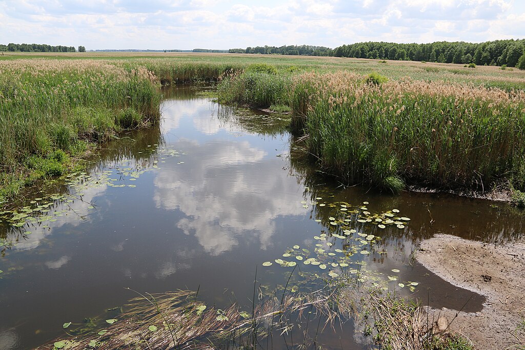 Szuwary typowe dla NPN