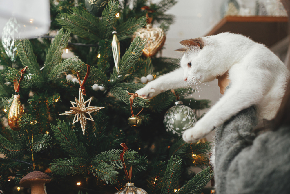 Dlaczego nie można jeść choinek