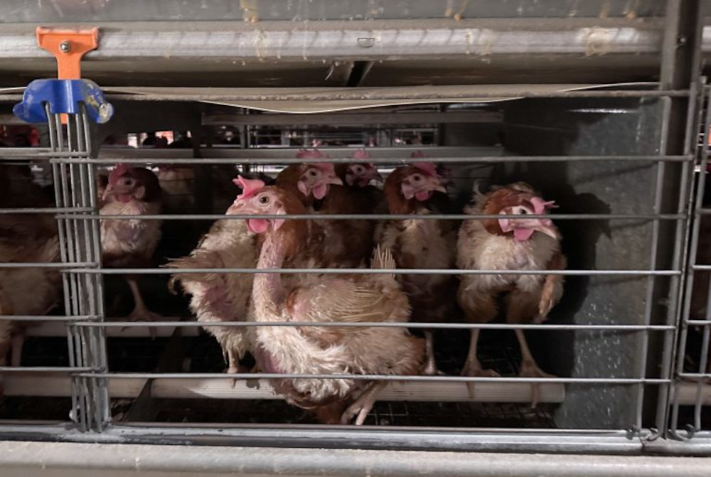 Ponad dwie trzecie Polaków popiera zakaz hodowli klatkowej kur