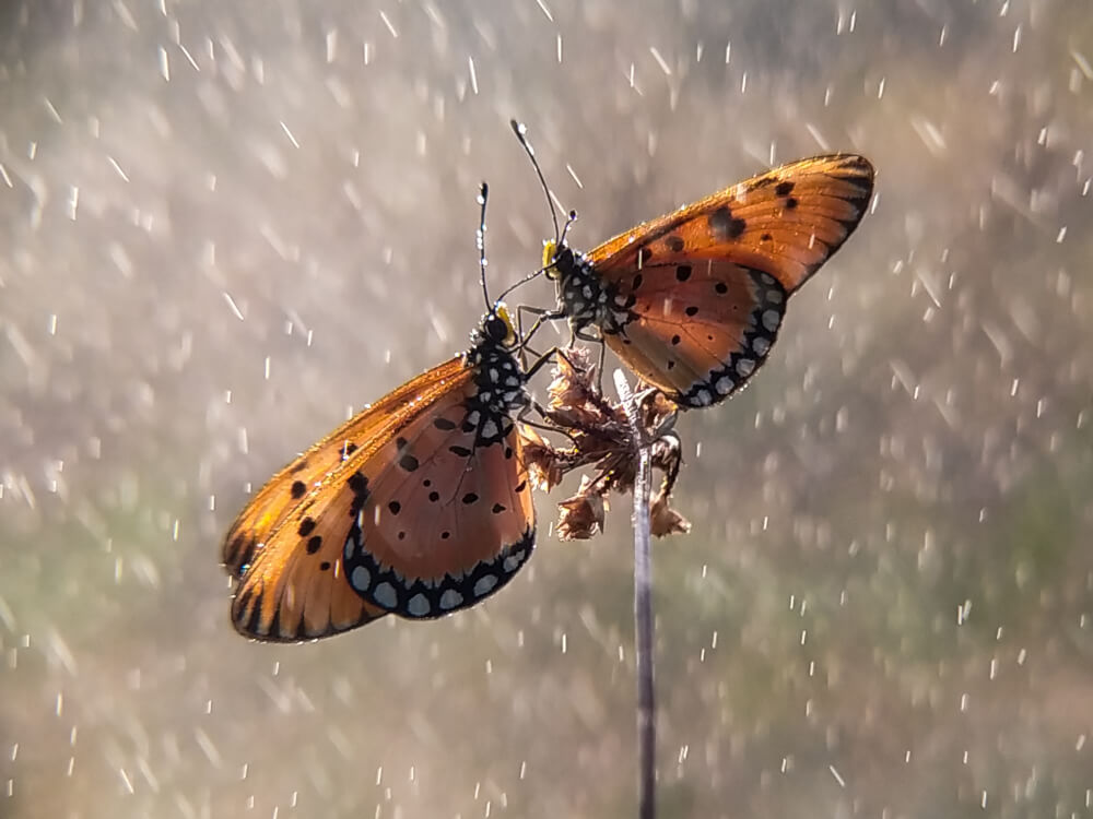 Co robią owady zimą?