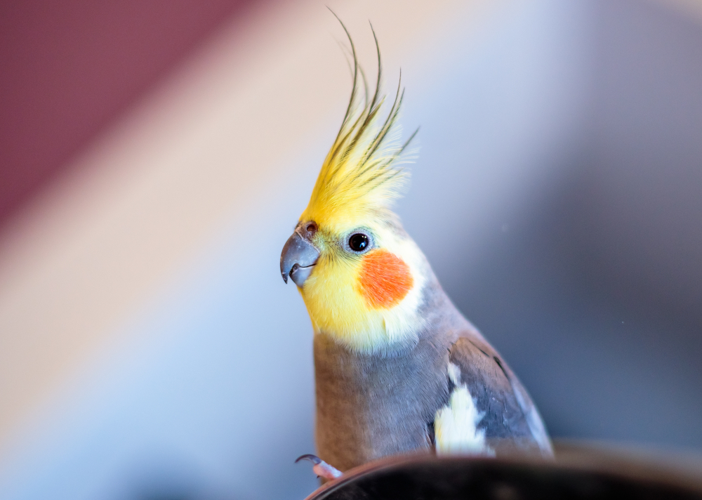 Charakterystyczny czub i policzki papużki nimfy