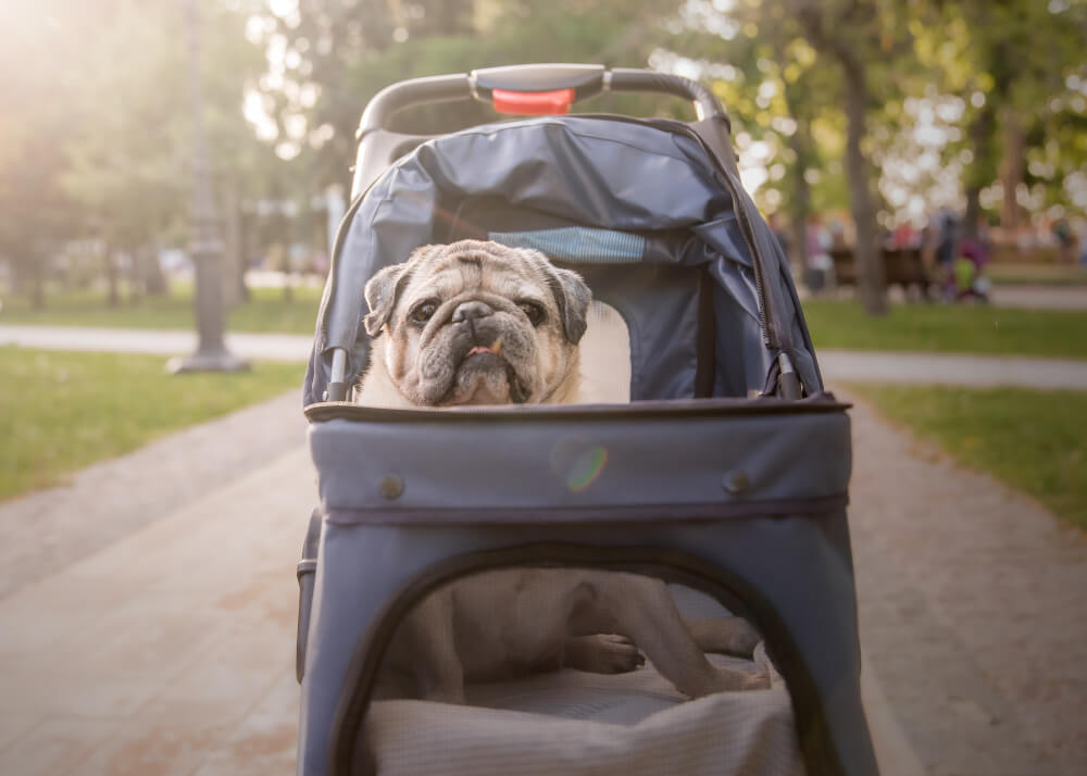 Młodzi kochają swoje zwierzęta bardziej niż rodzeństwo