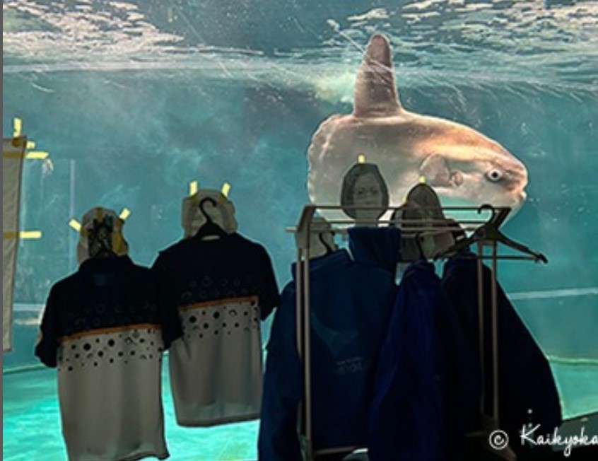 Samotna ryba słoneczna w Japonii ma nowych przyjaciół... z tektury!