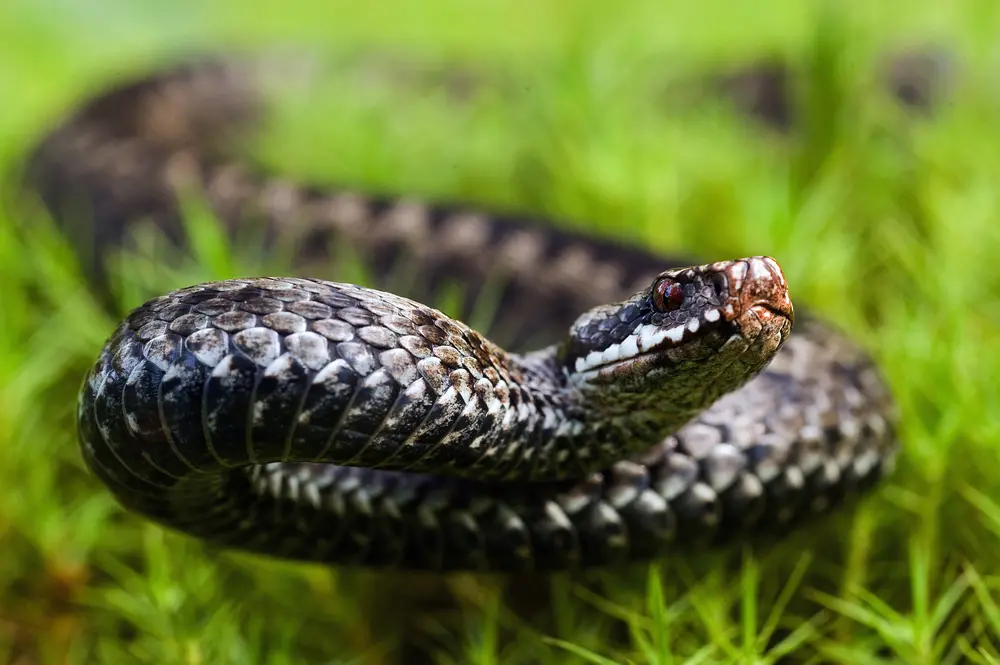 Żmija zygzakowata (Vipera berus) w naturalnym środowisku