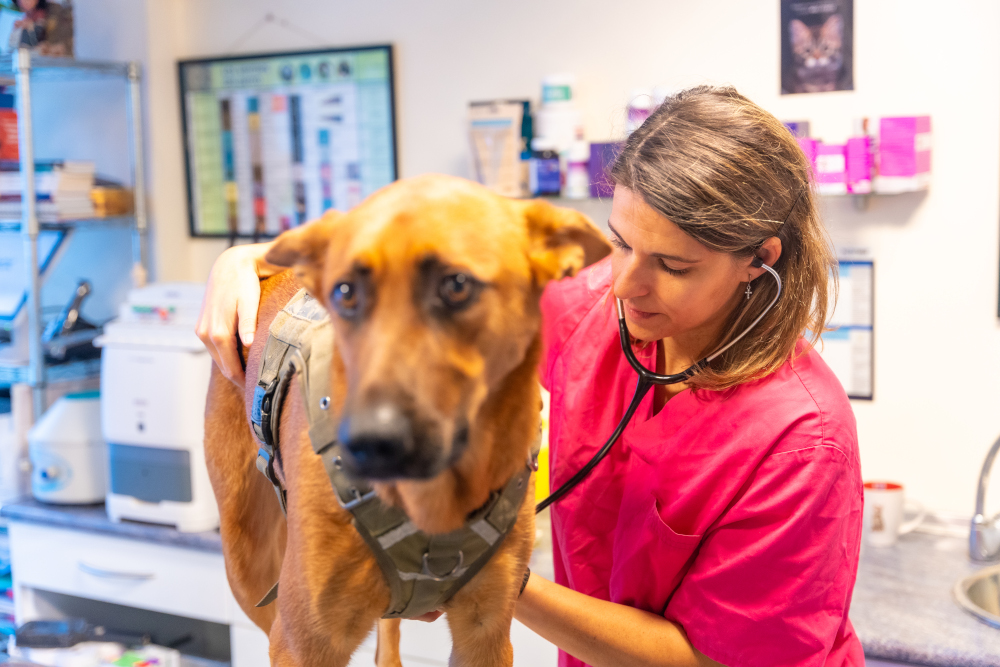 Stres u człowieka powoduje stres u psa