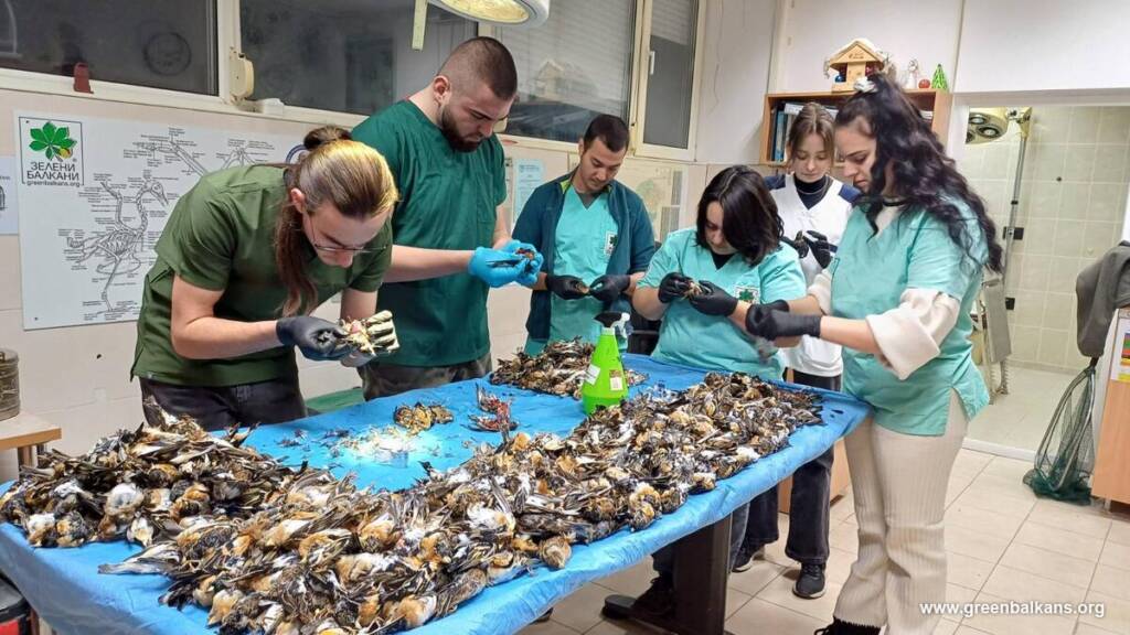 Setki martwych zięb po sylwestrze