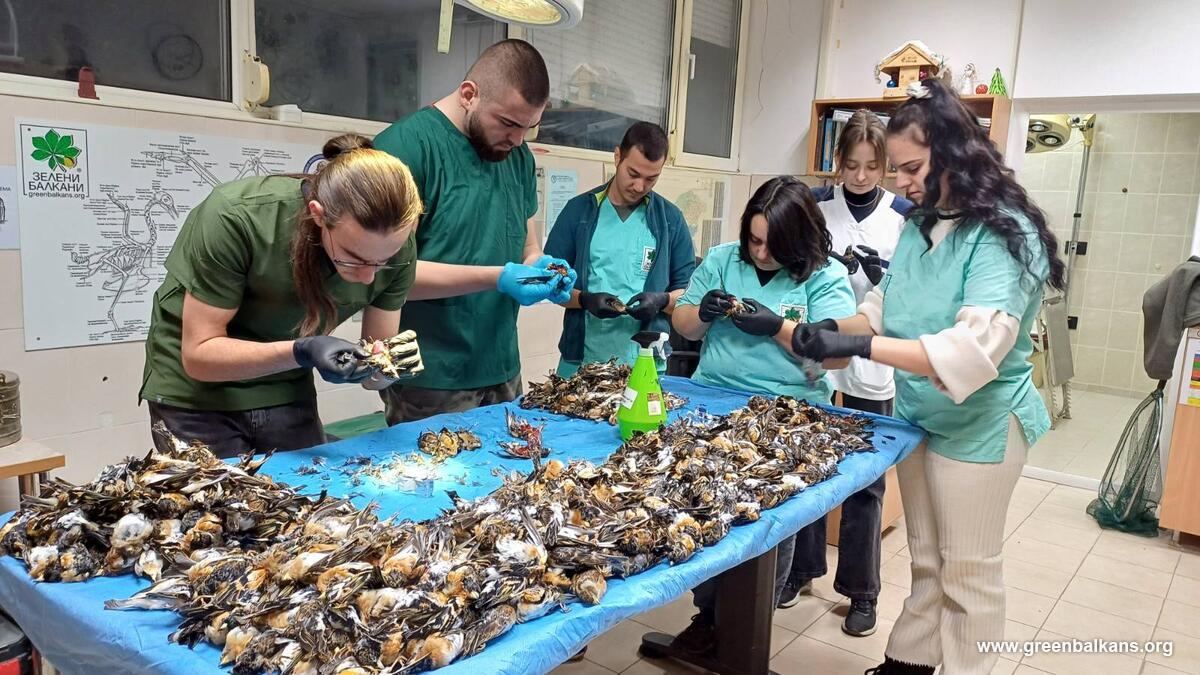 Setki martwych zięb po sylwestrze