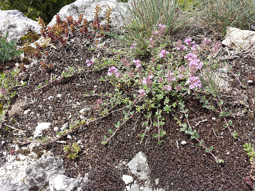 Macierzanka wczesna nie występuje nigdzie indziej w Polsce