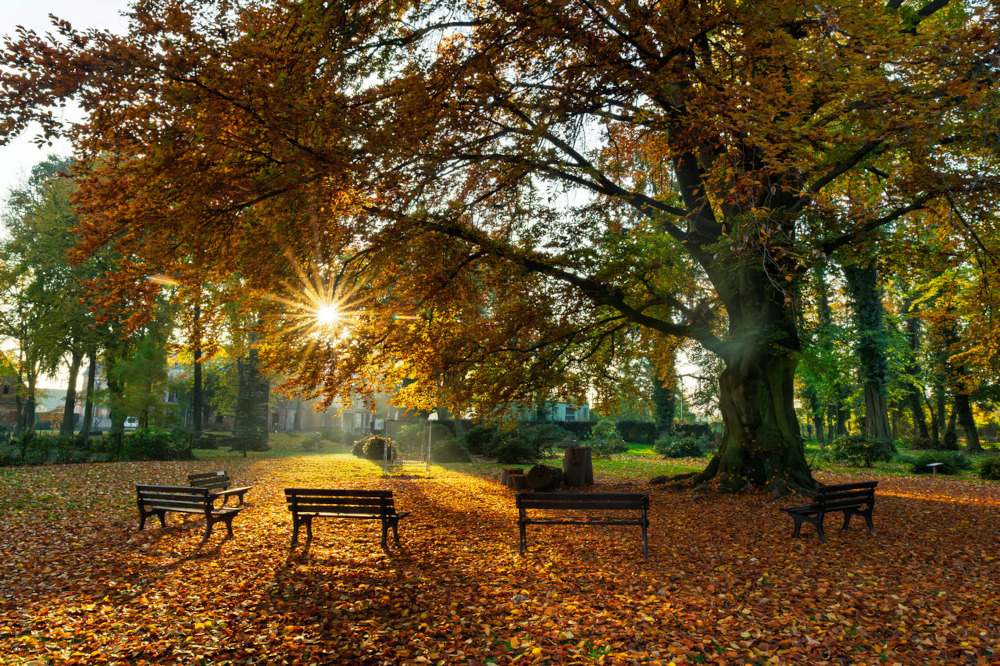 Buk z Dalkowa. Fot. Marcin Kopij