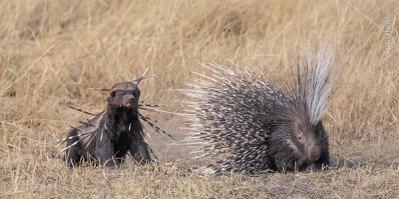 ‘Spiked’, Highly Commended; BotswanaDavid Northal, UK - Wildlife Photographer of the Year