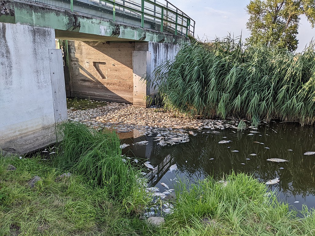 Katastrofa ekologiczna na Odrze w 2022