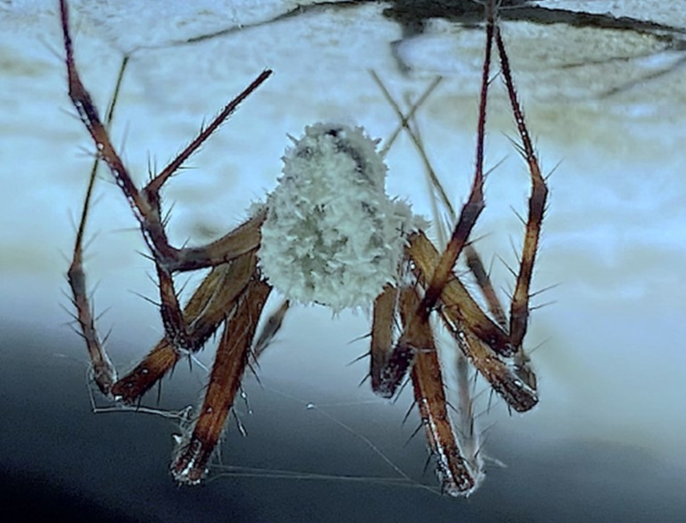 Nowoodkryty grzyb Gibellula attenboroughii na pająku jaskiniowym