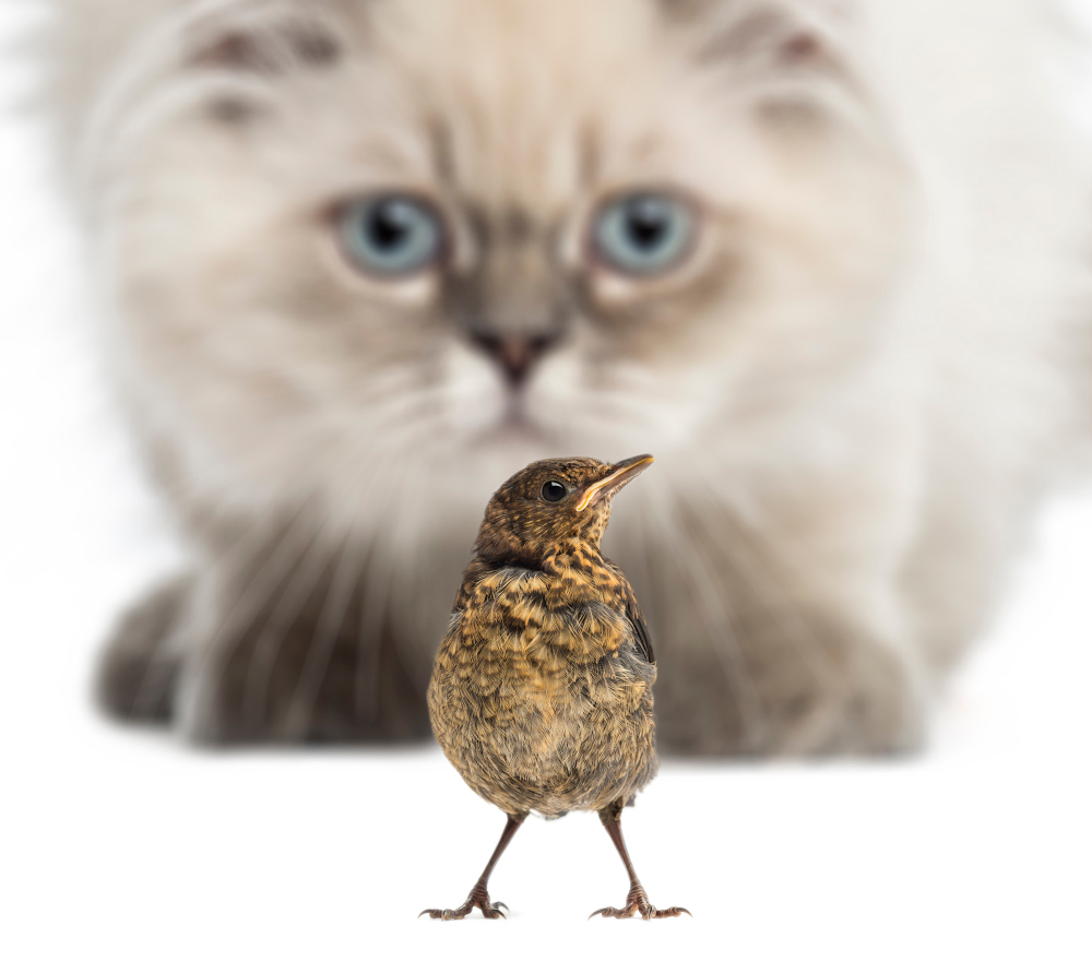 Koty zagrażają dzikim gatunkom