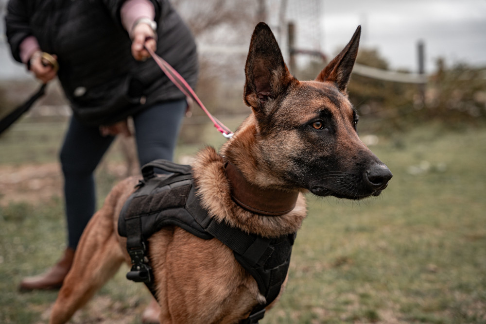 Psy wykorzystywane są do wykrywania zakazanych substancji w bagażach