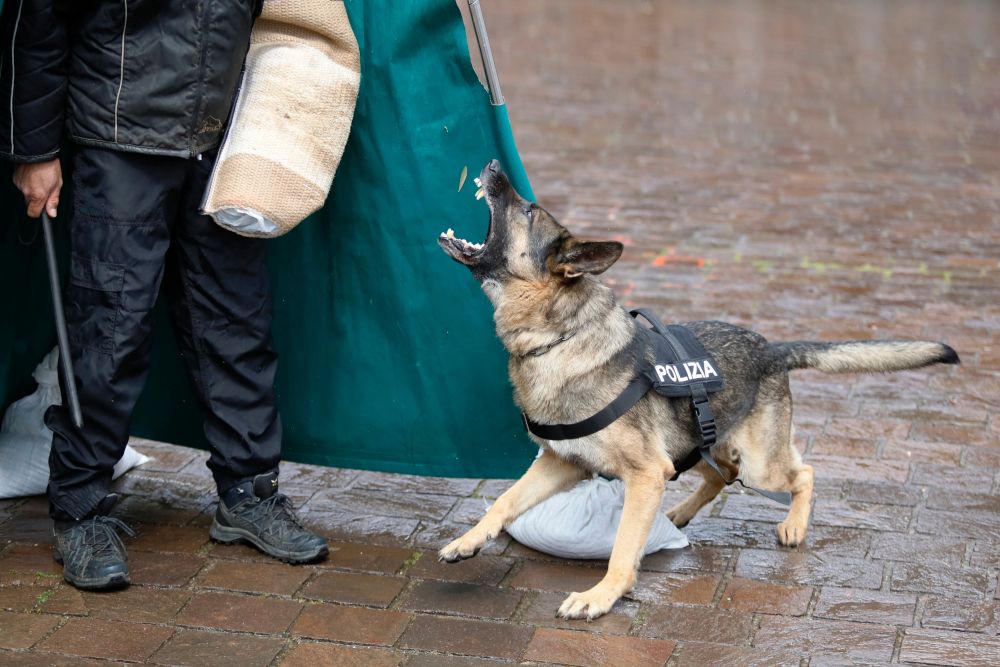 Trening psa używanego do ataku