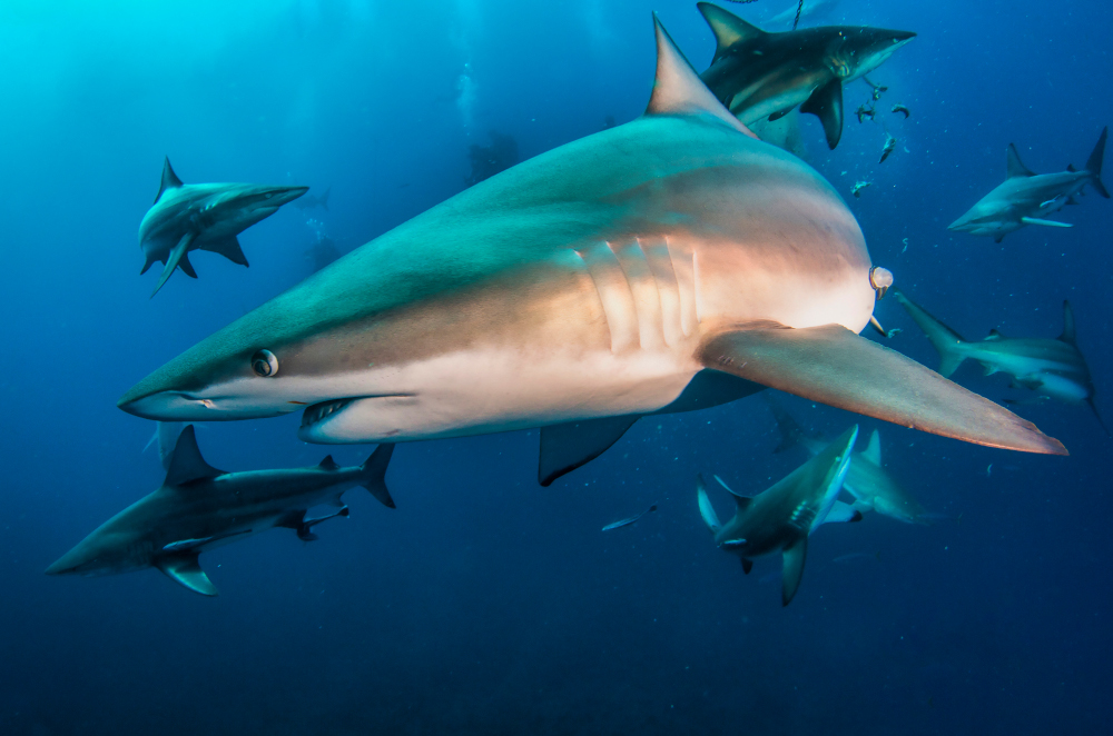 Żarłacze czarnopłetwe przed burzą uciekają w głębiny