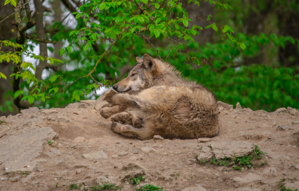 Młody wilk schował się w budzie