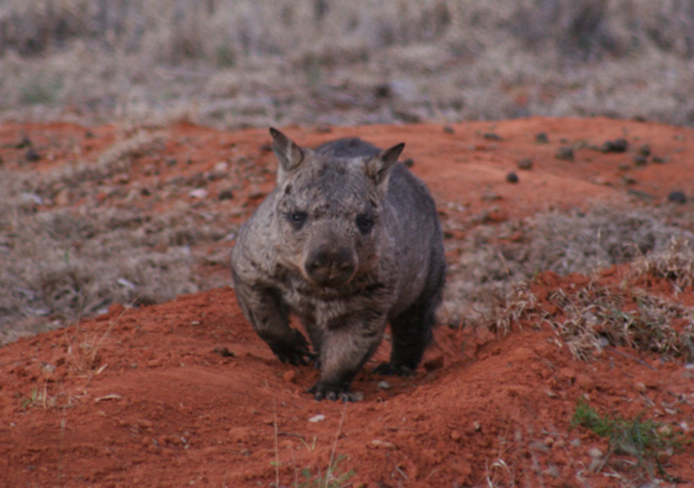 Wombatowiec szorstkowłosy zdjęcie, Lasiorhinus latifrons, wombat Australia