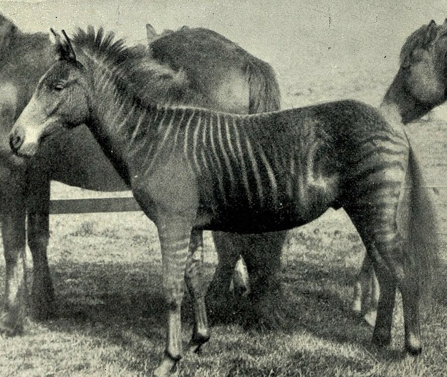 zebroid
