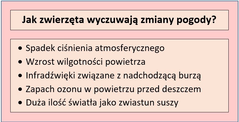 mechanizm „prognozowania” pogody w świecie zwierząt