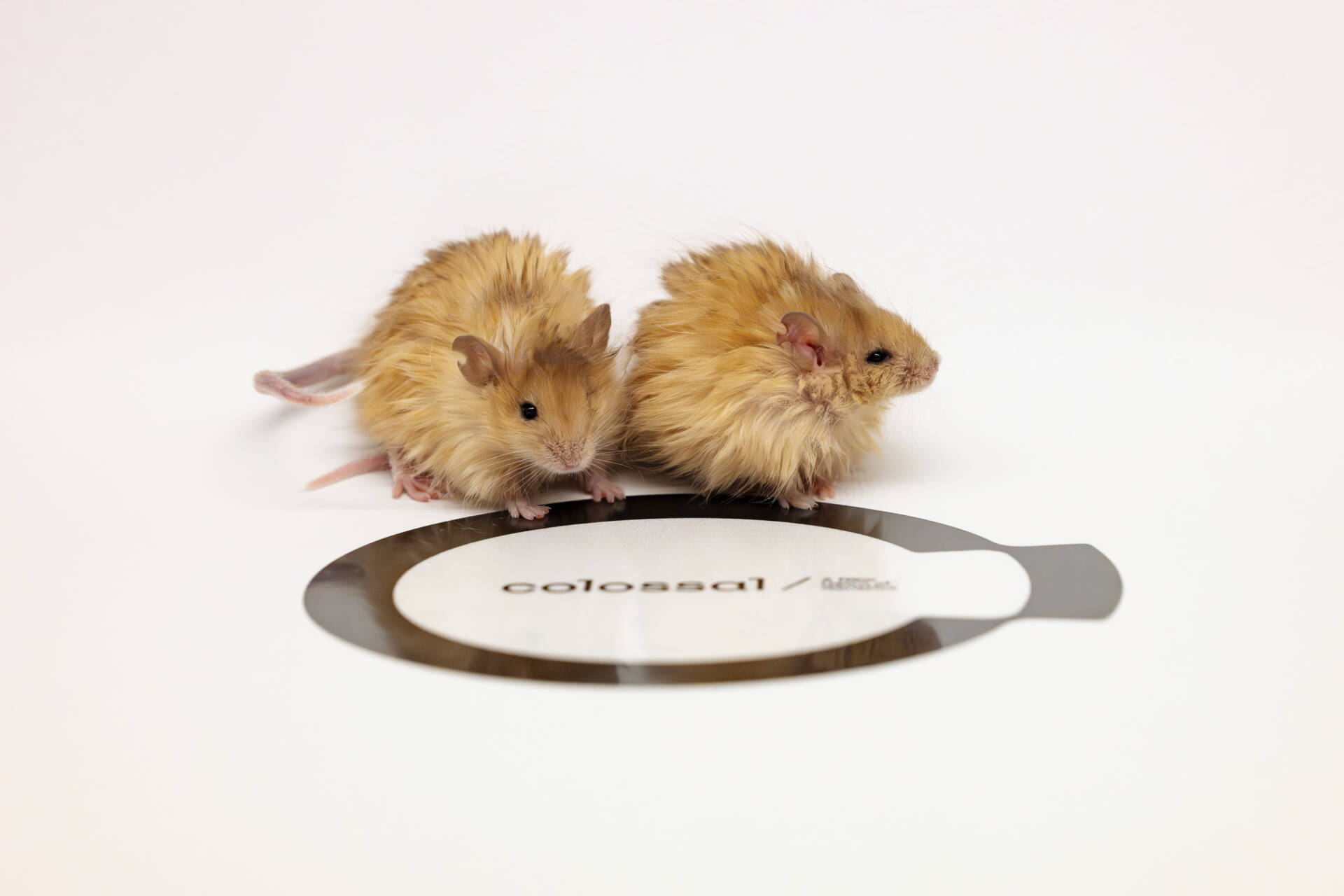 Colossal Biosciences