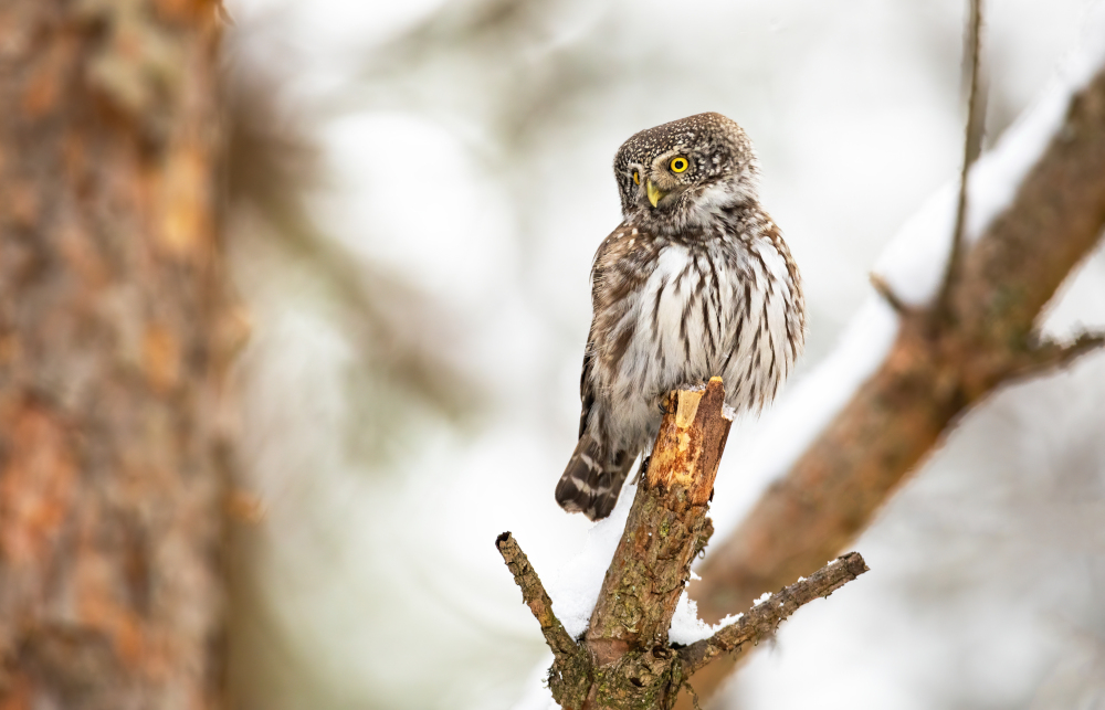 Najmniejsza polska sowa do sóweczka,