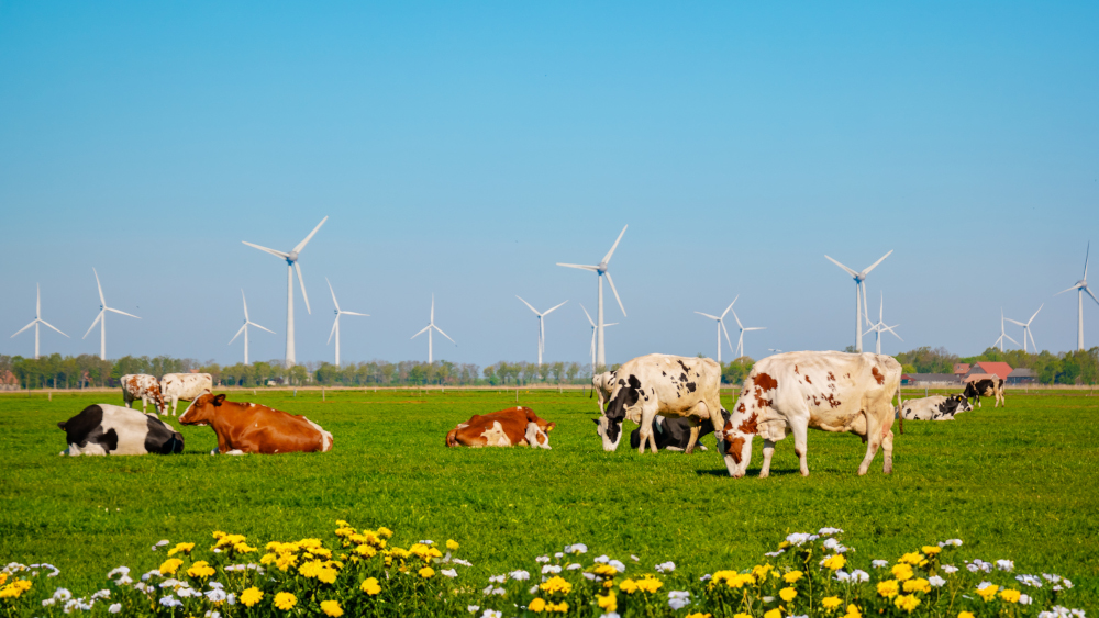 Energia odnawialna na wsi