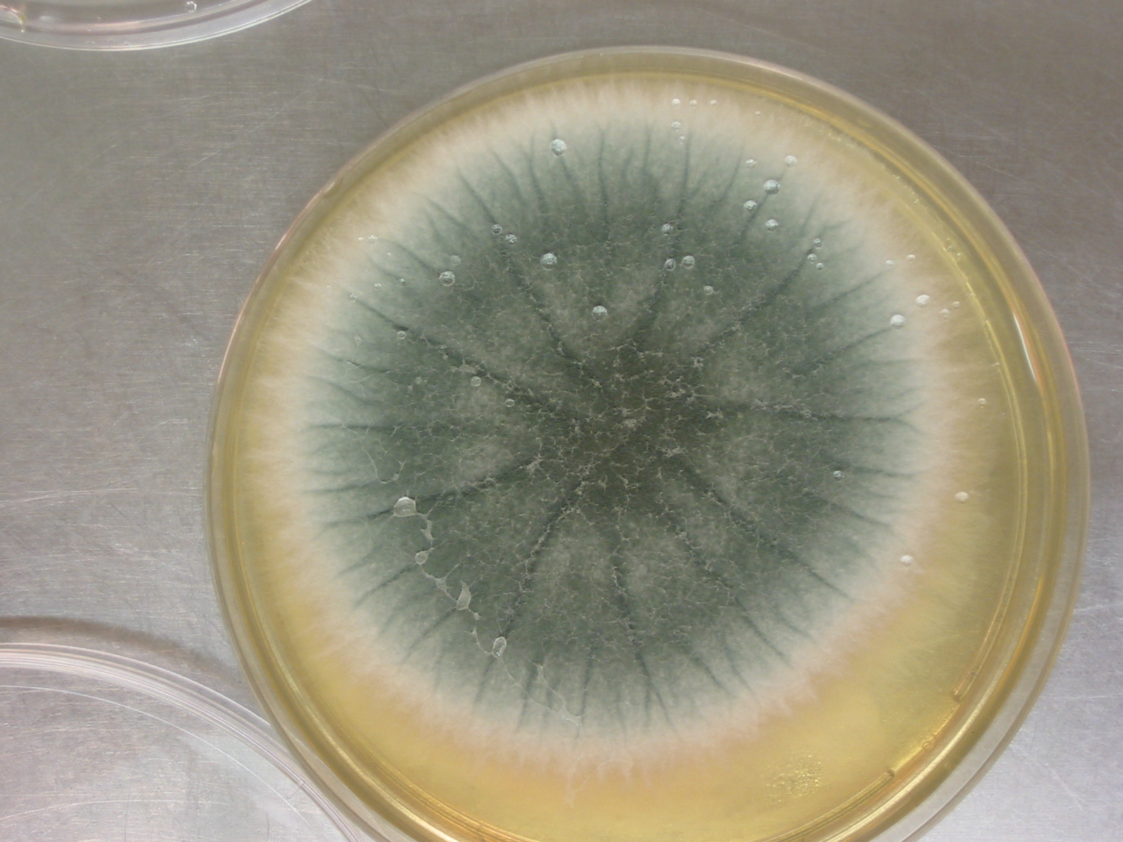 Aspergillus fumigatus