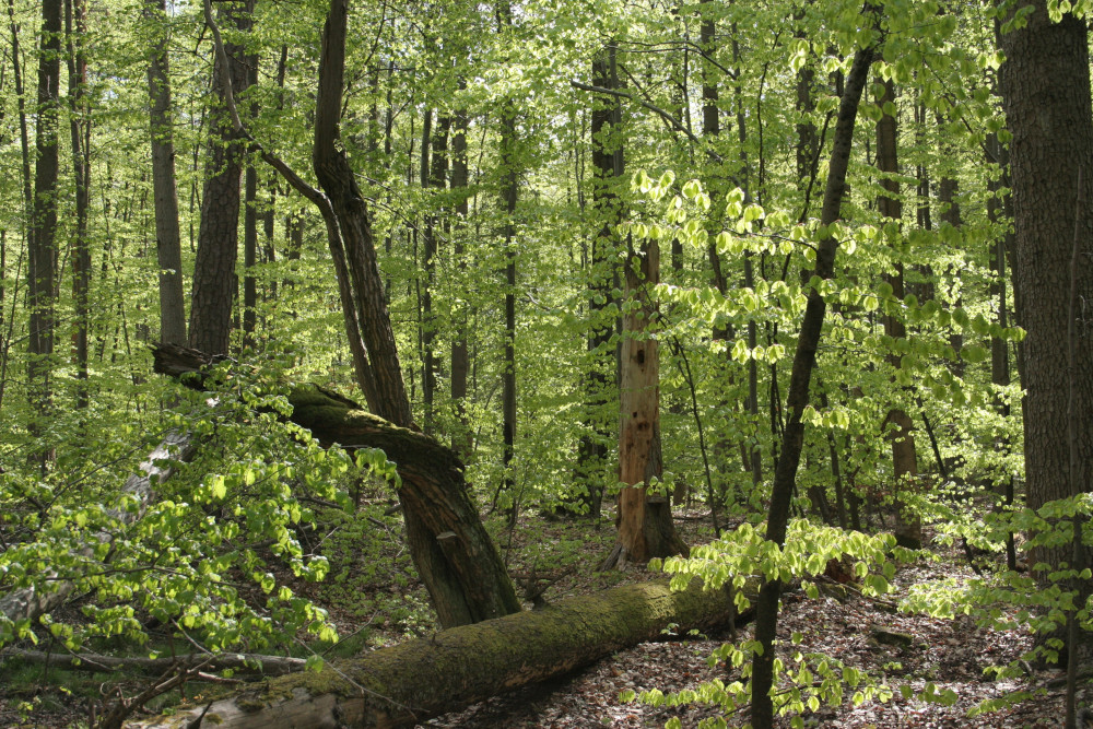 Bliżyńskie Lasy Naturalne
