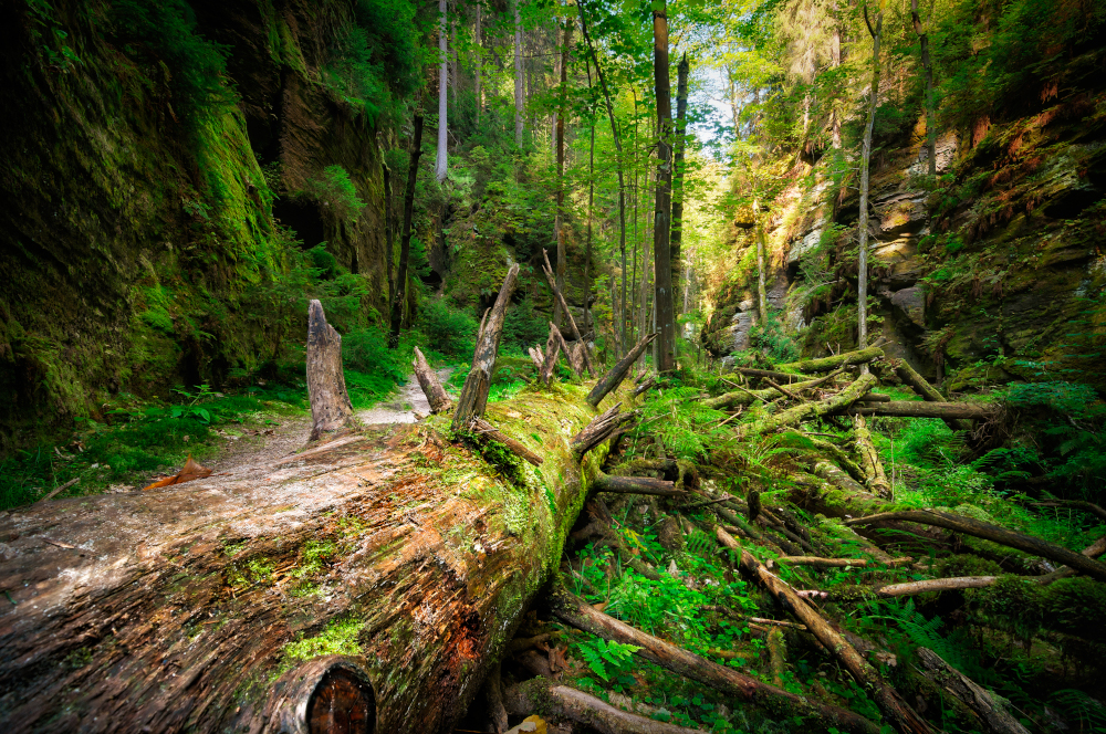 Martwe drewno tętni życiem