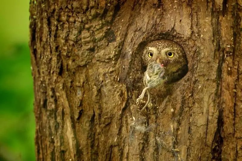 W rezerwacie Bliżyńskie Lasy Naturalne można spotkać sóweczkę
